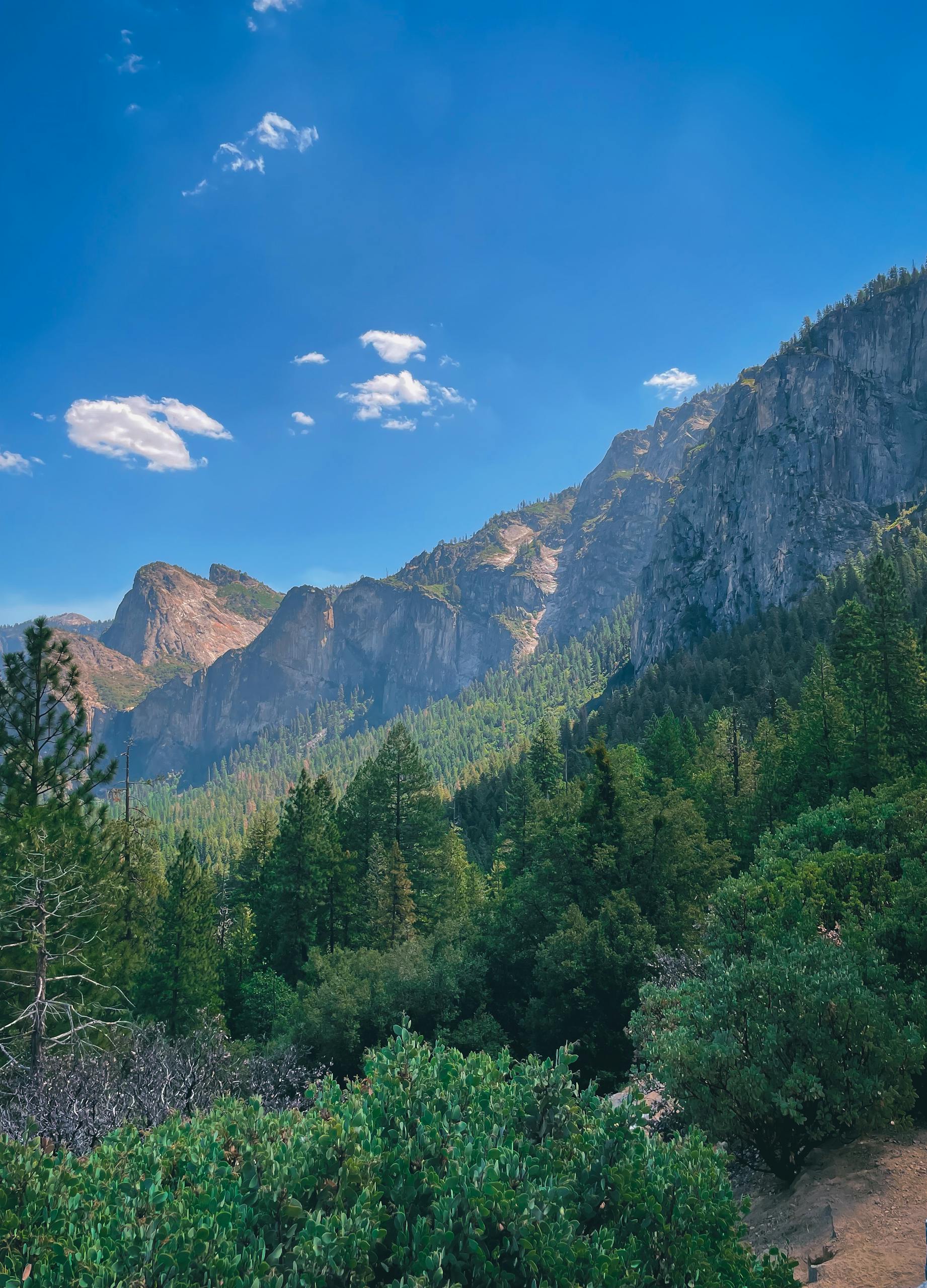 Conifer Forest in Yosemite National Park